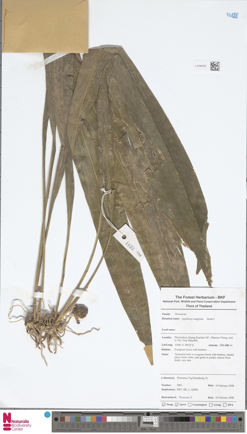Aspidistra hainanensis photo 6