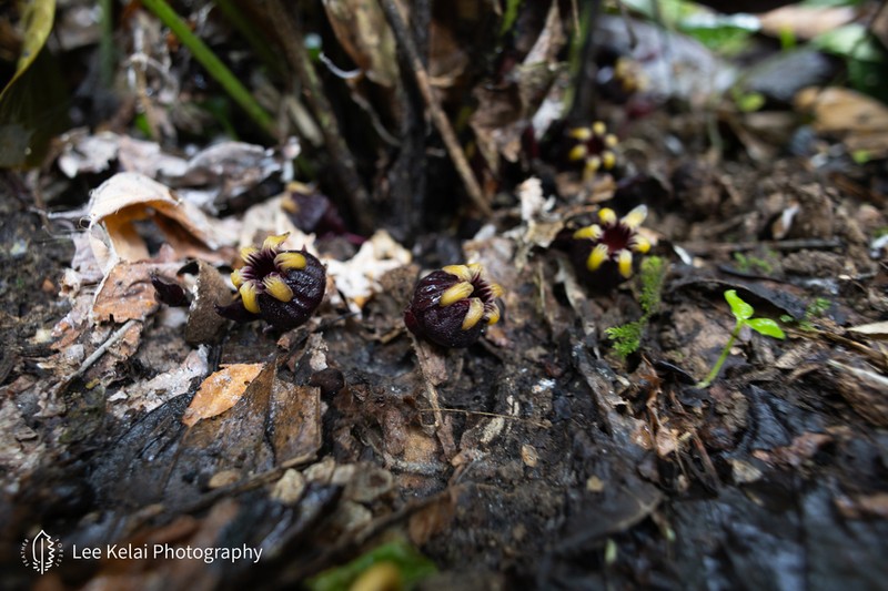 Aspidistra hekouensis