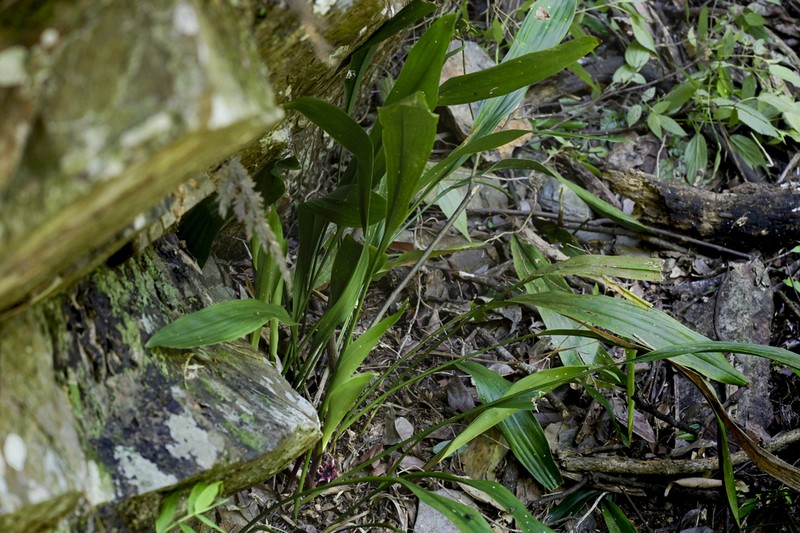 Aspidistra longiconnectiva
