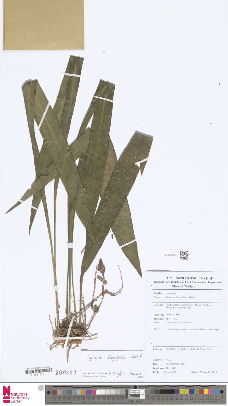 Aspidistra longifolia
