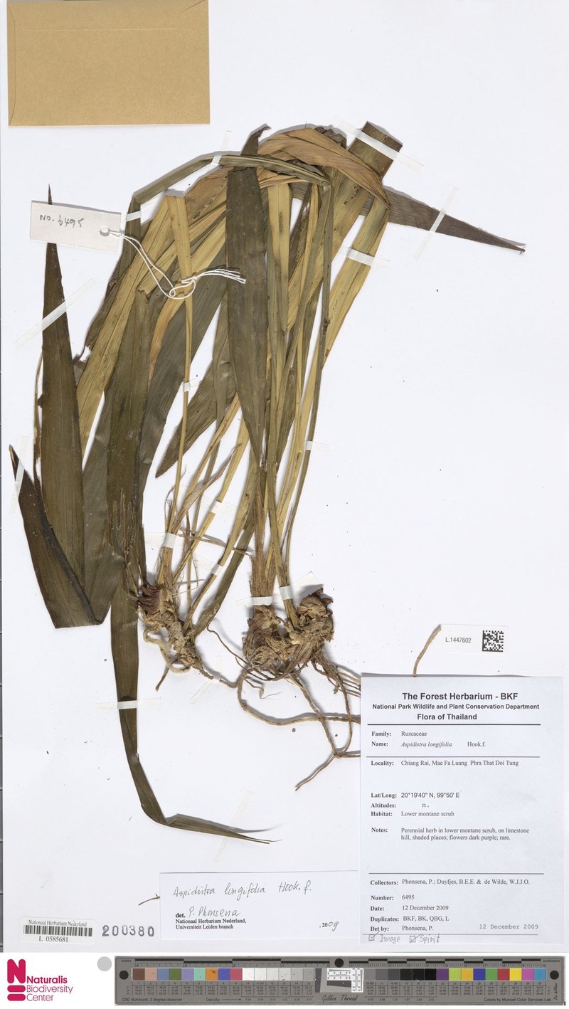 Aspidistra longifolia photo 3