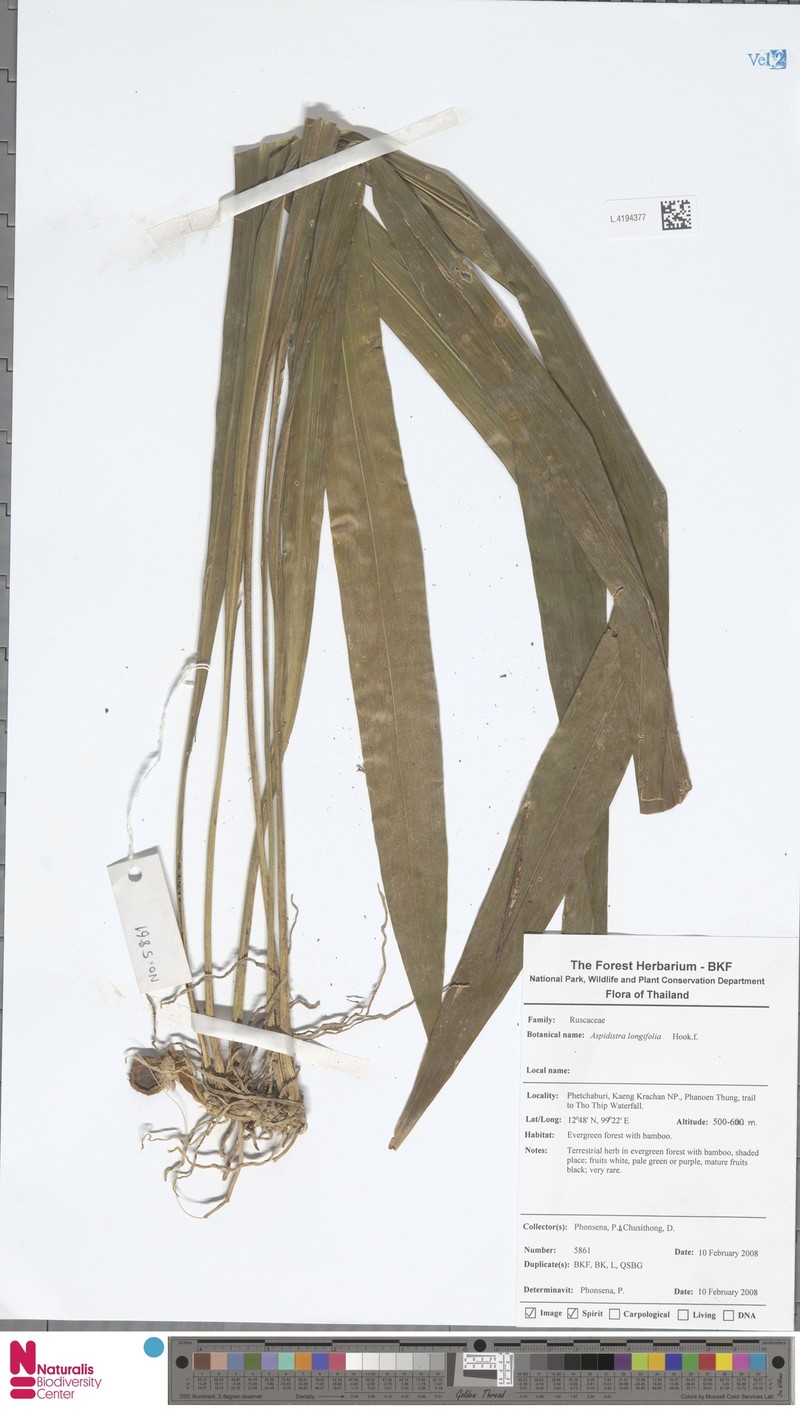 Aspidistra longifolia photo 5