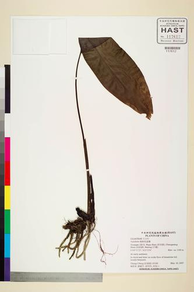 Aspidistra longituba
