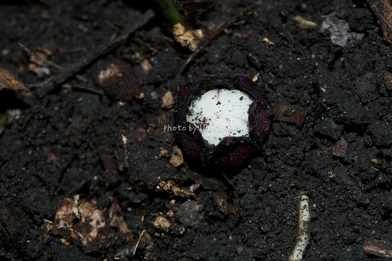 Aspidistra luofushanensis photo 2