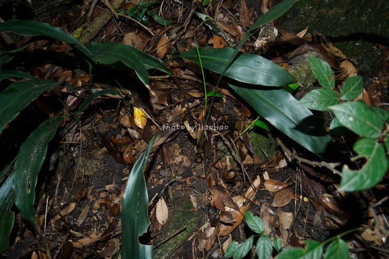 Aspidistra luofushanensis photo 3