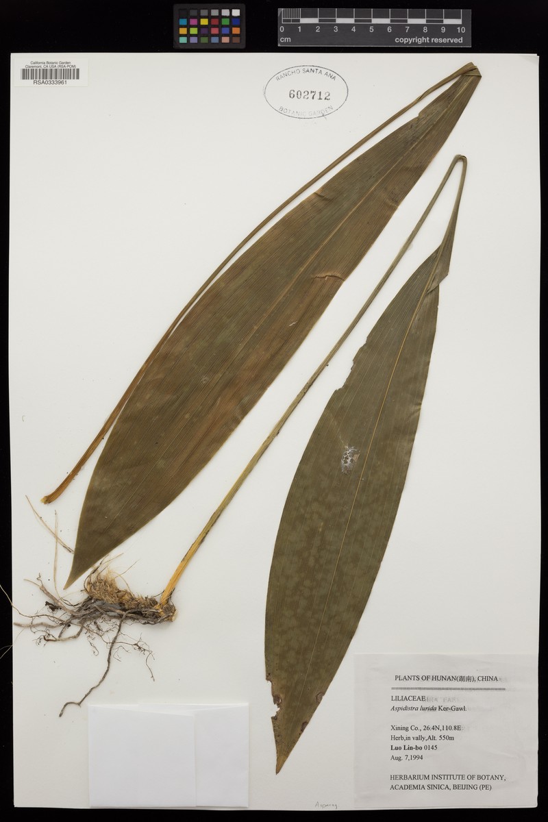 Aspidistra lurida