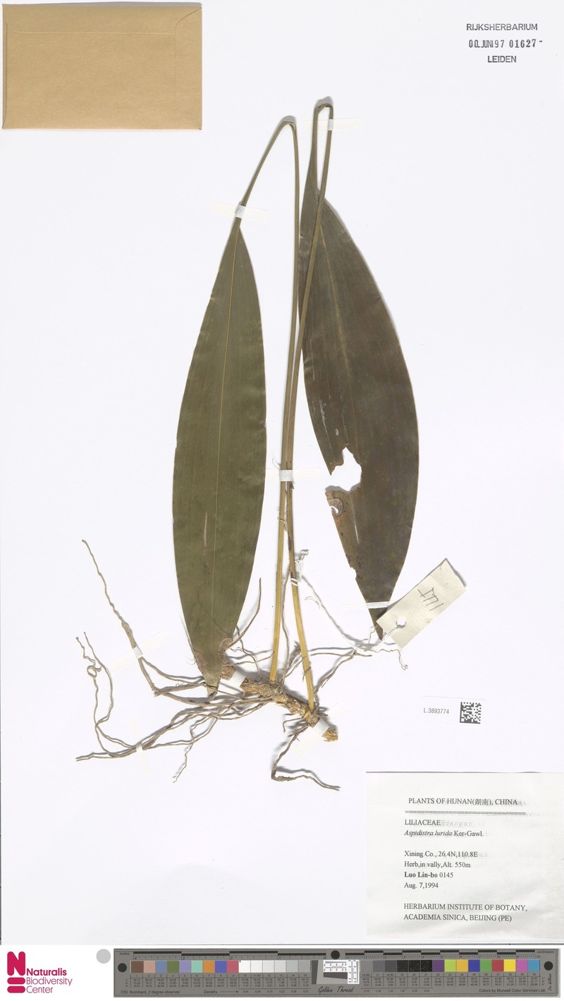 Aspidistra lurida photo 2