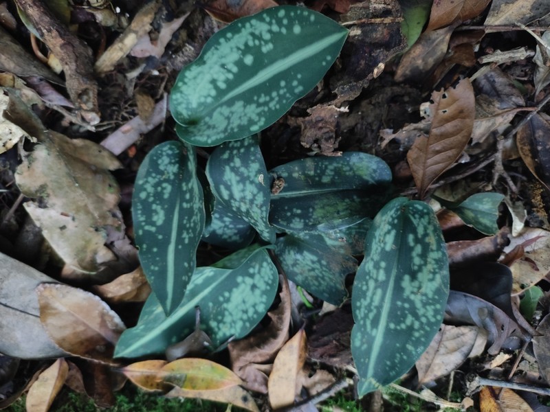 Aspidistra minor photo 2