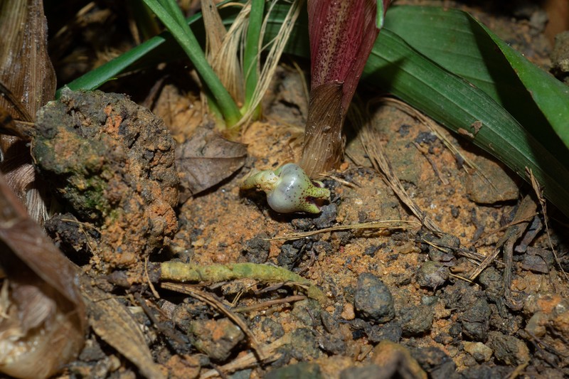 Aspidistra minutiflora