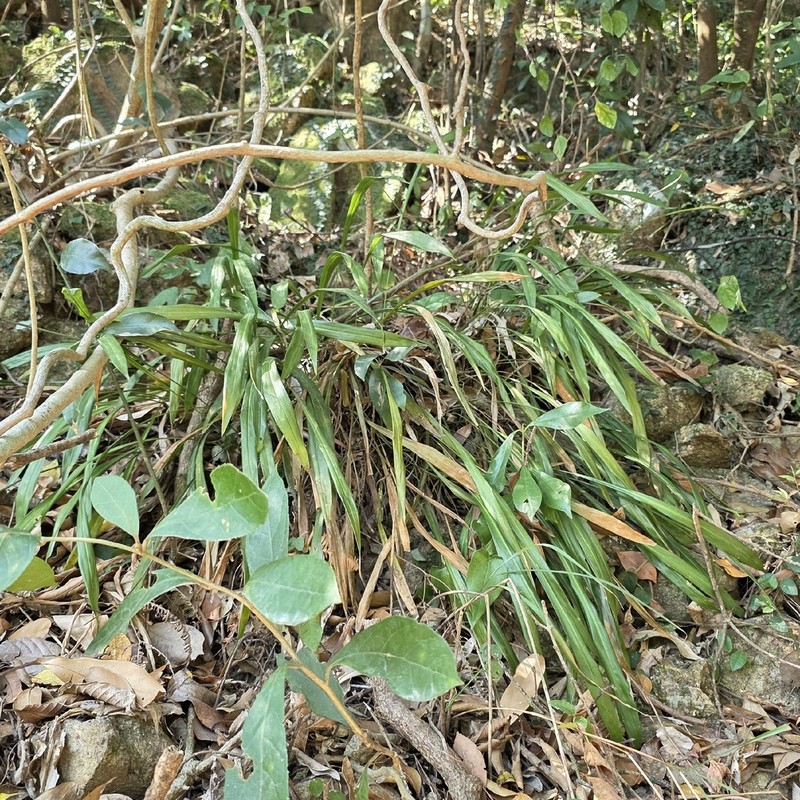 Aspidistra minutiflora photo 2