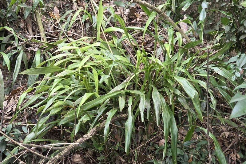 Aspidistra minutiflora photo 3