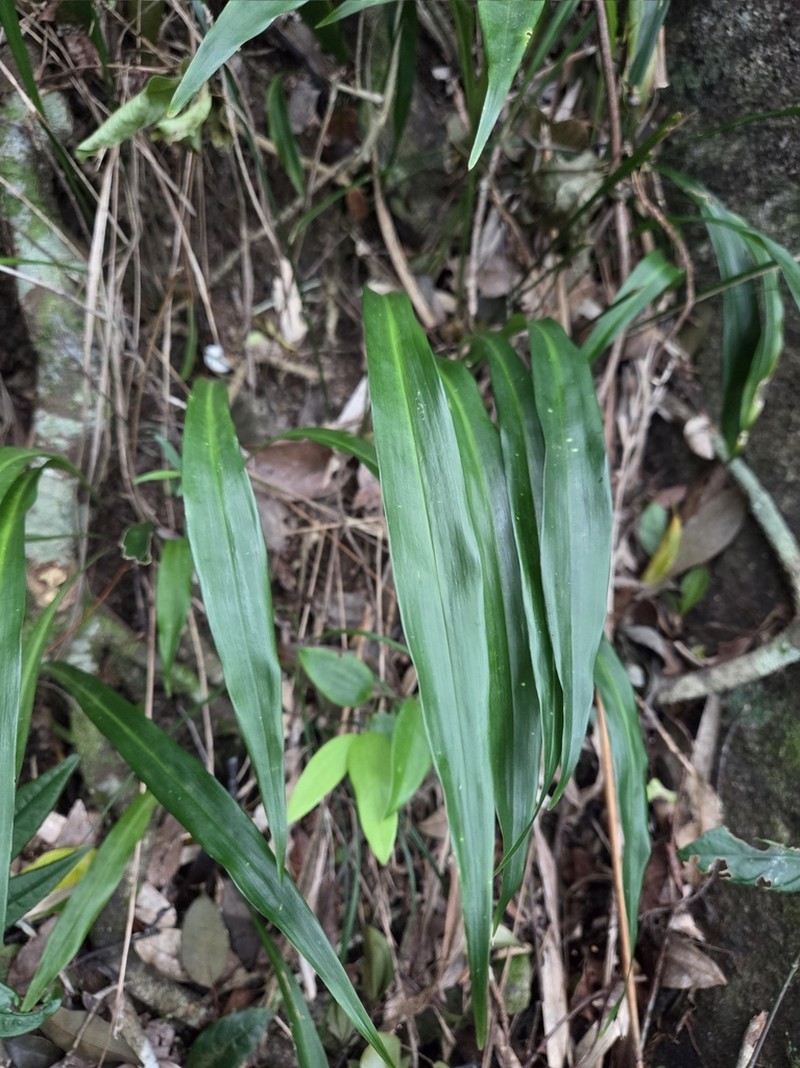 Aspidistra minutiflora photo 4