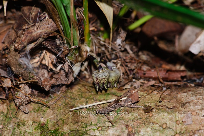 Aspidistra minutiflora photo 5