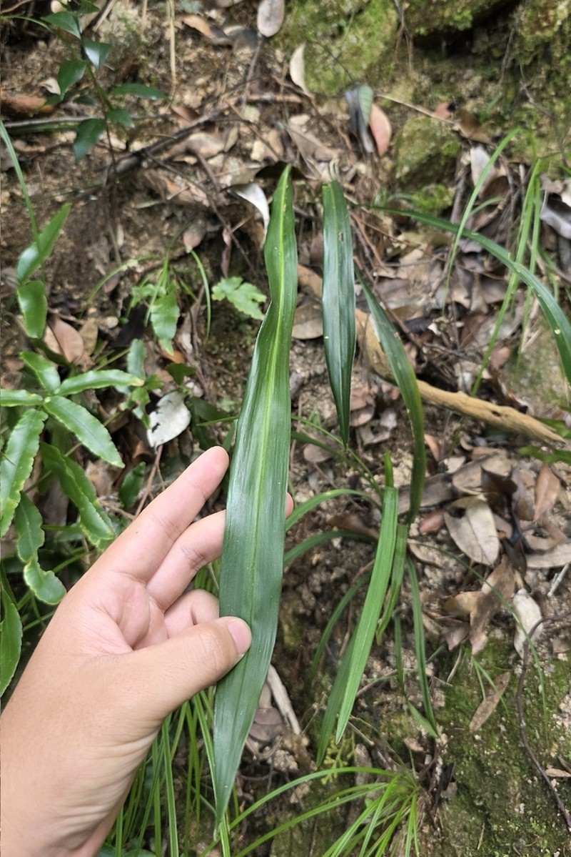 Aspidistra minutiflora photo 6