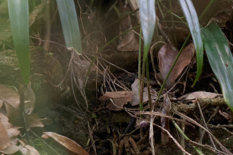 Aspidistra minutiflora photo 7