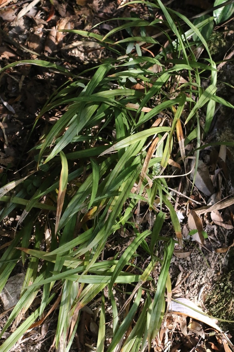Aspidistra minutiflora photo 8