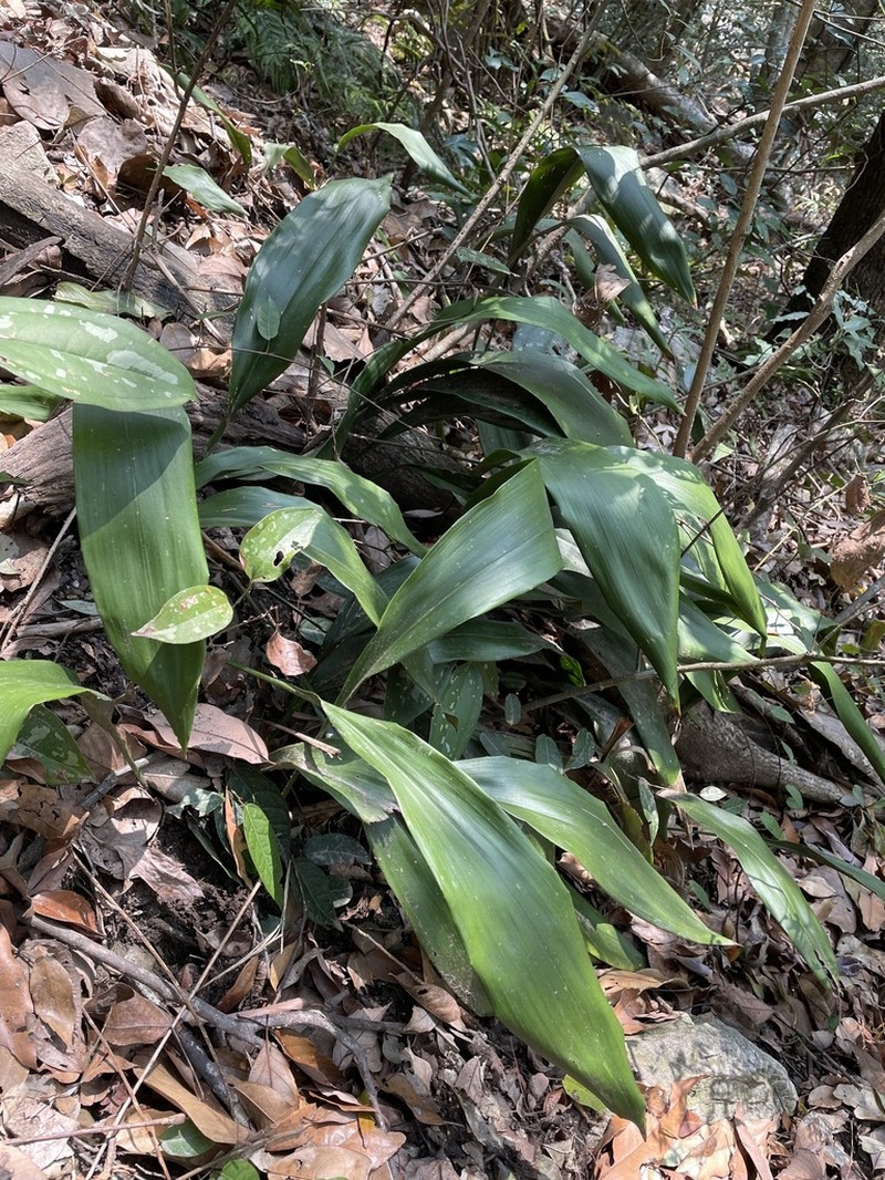 Aspidistra mushaensis