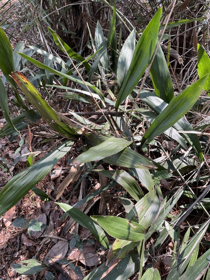 Aspidistra mushaensis photo 2