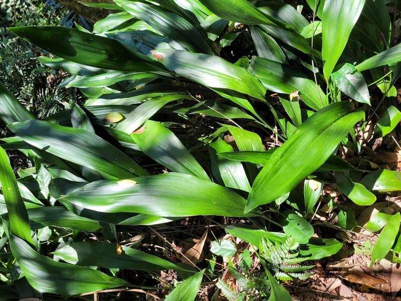 Aspidistra mushaensis photo 3