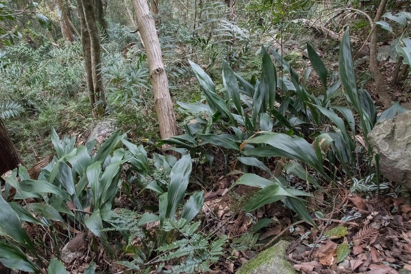 Aspidistra mushaensis photo 4