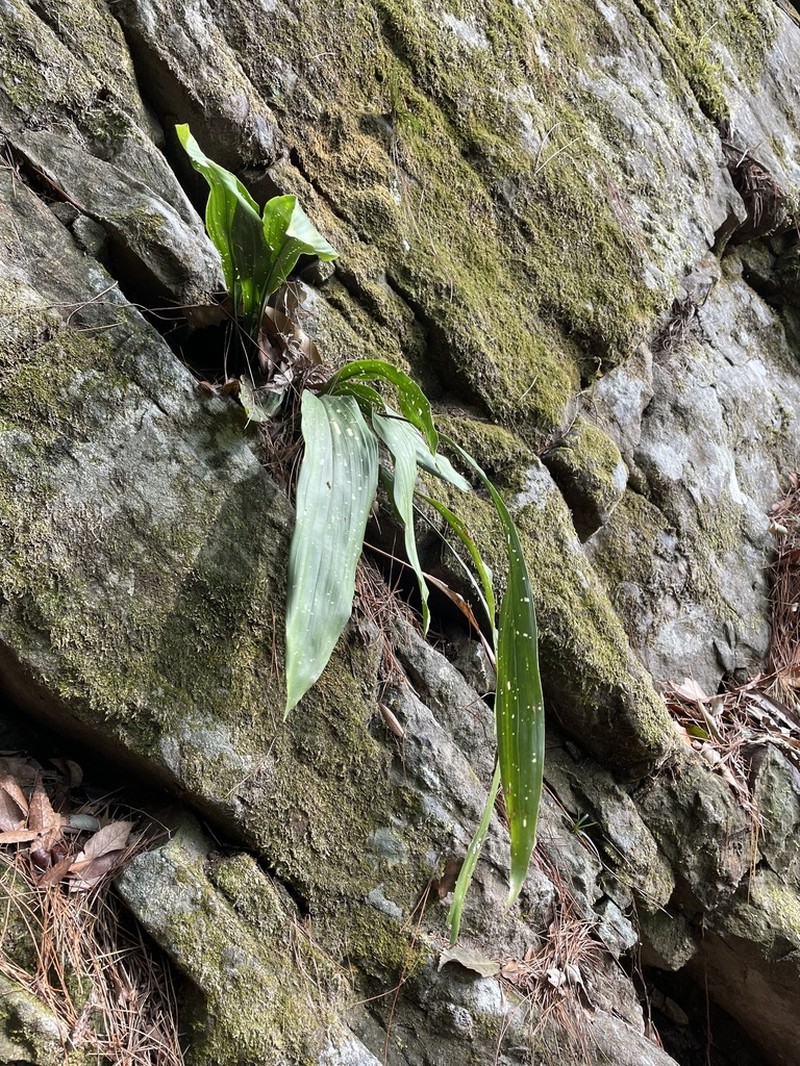 Aspidistra mushaensis photo 5