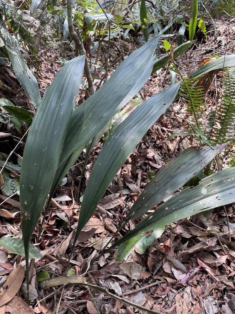 Aspidistra mushaensis photo 6