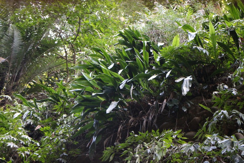 Aspidistra mushaensis photo 7
