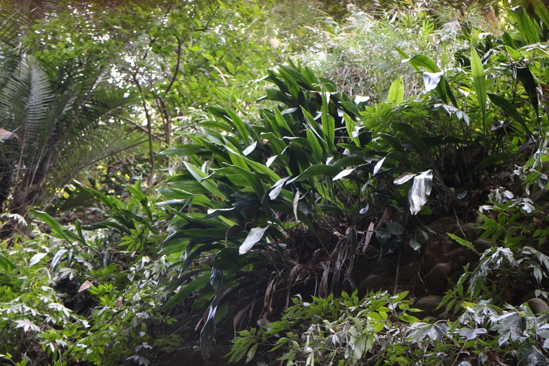 Aspidistra mushaensis photo 8