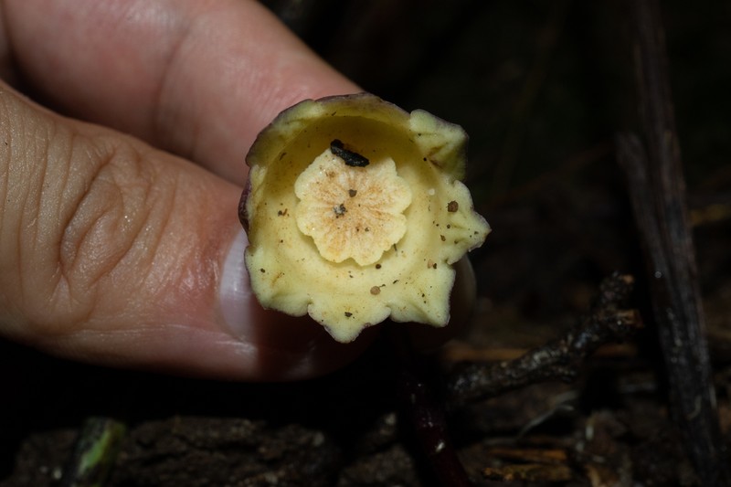 Aspidistra nankunshanensis