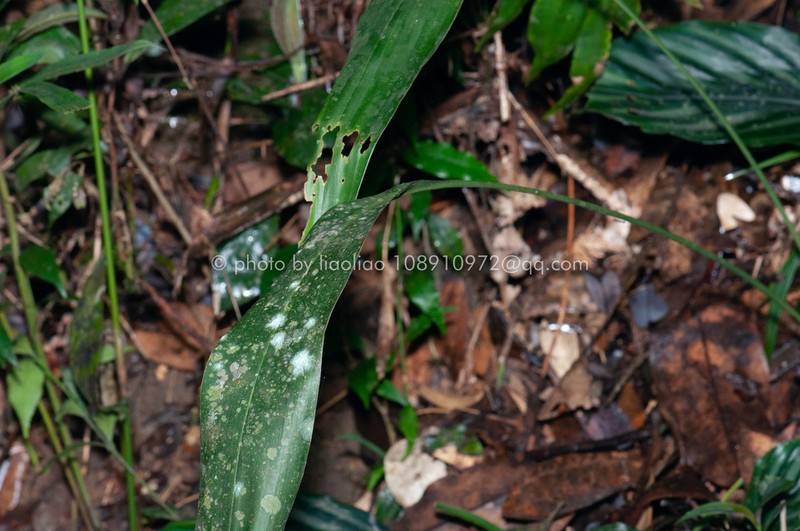 Aspidistra nankunshanensis photo 2