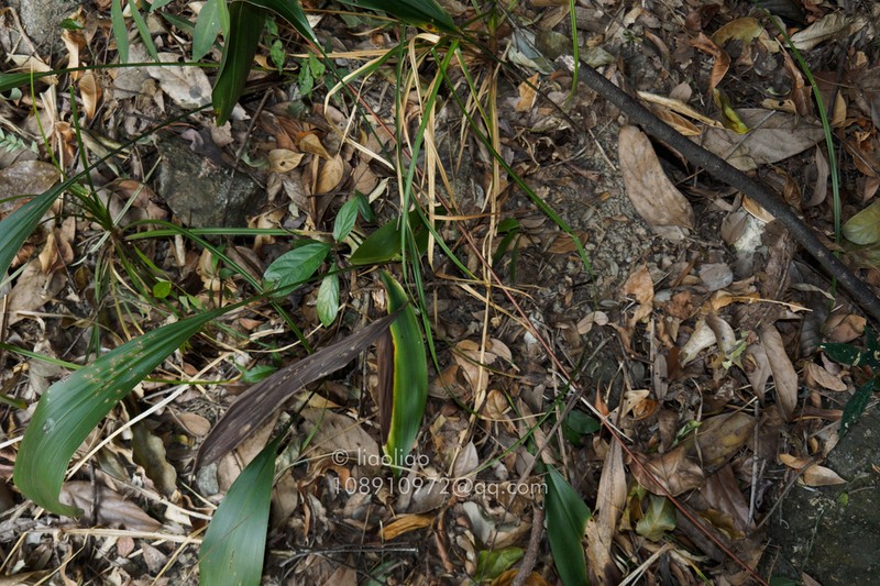 Aspidistra nankunshanensis photo 3