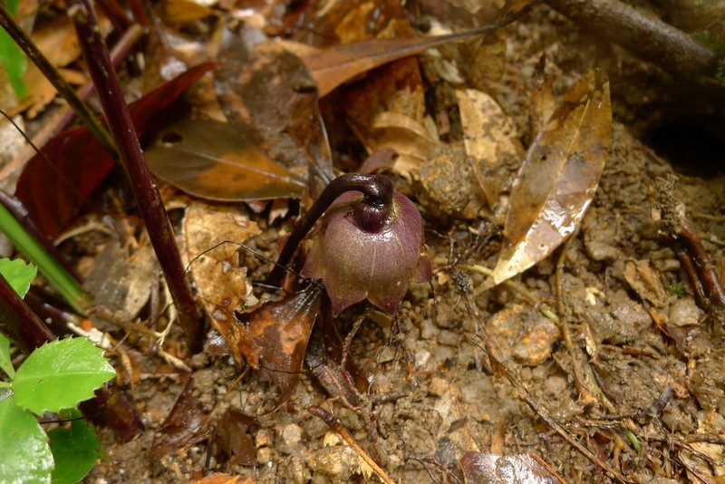 Aspidistra nankunshanensis photo 5