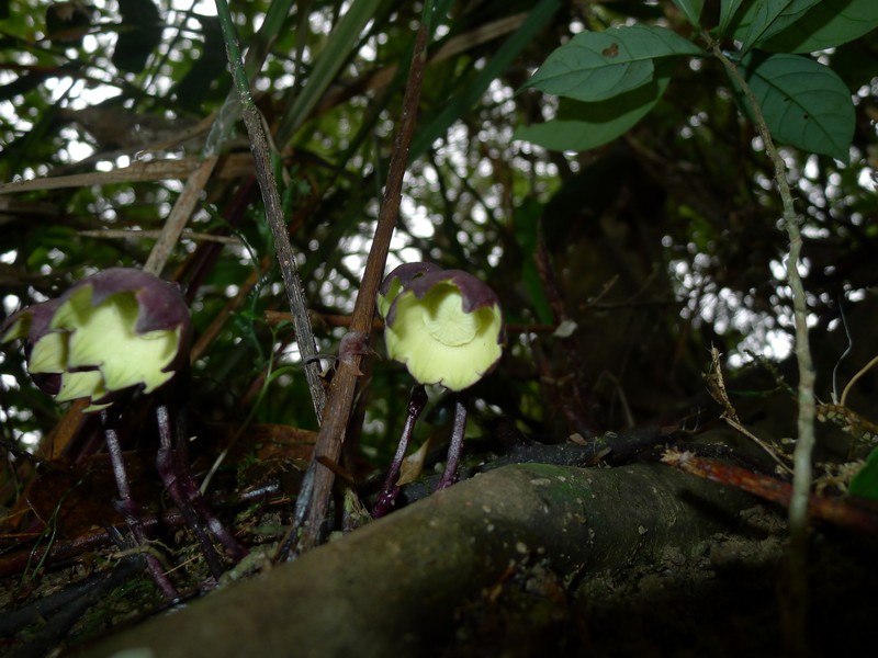 Aspidistra nankunshanensis photo 8