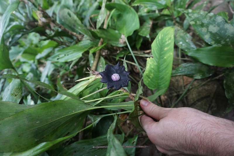 Aspidistra nikolaii photo 2