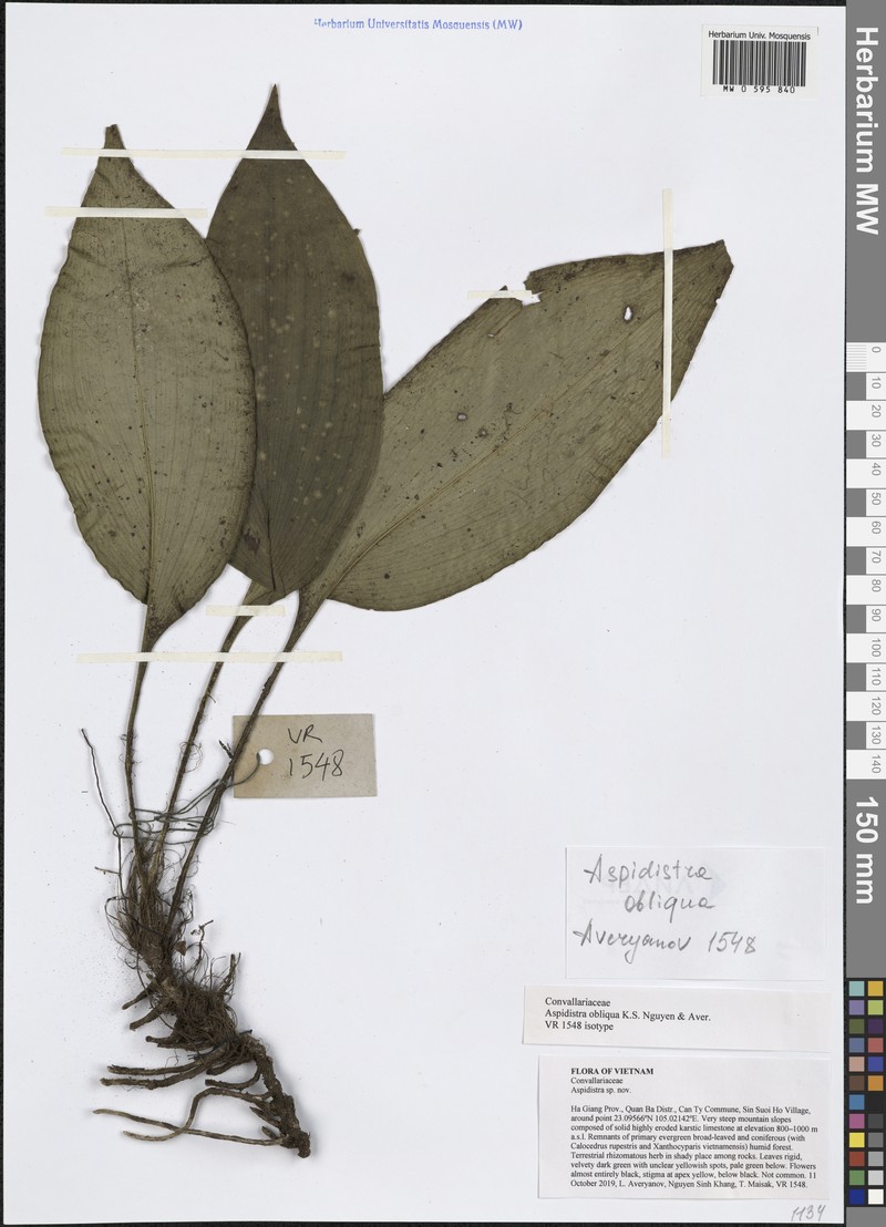 Aspidistra obliqua