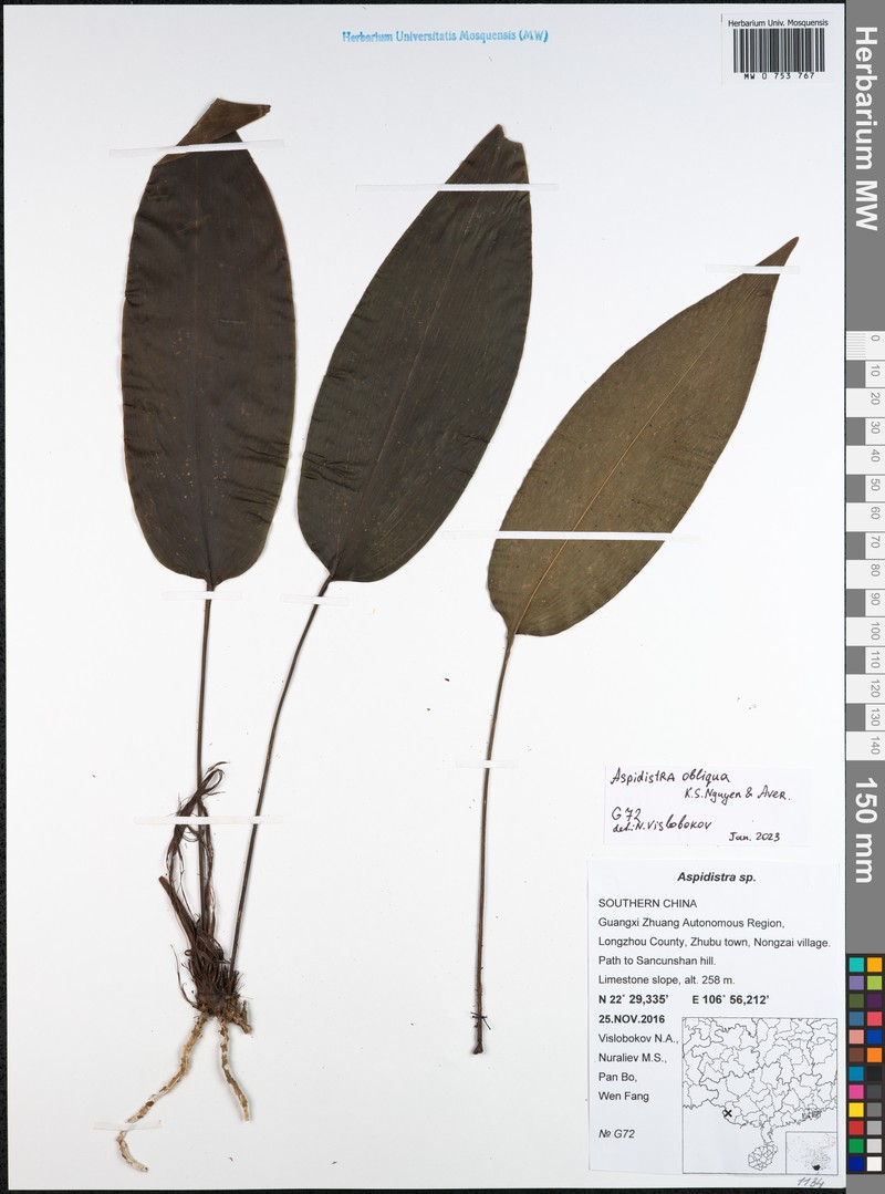 Aspidistra obliqua photo 2