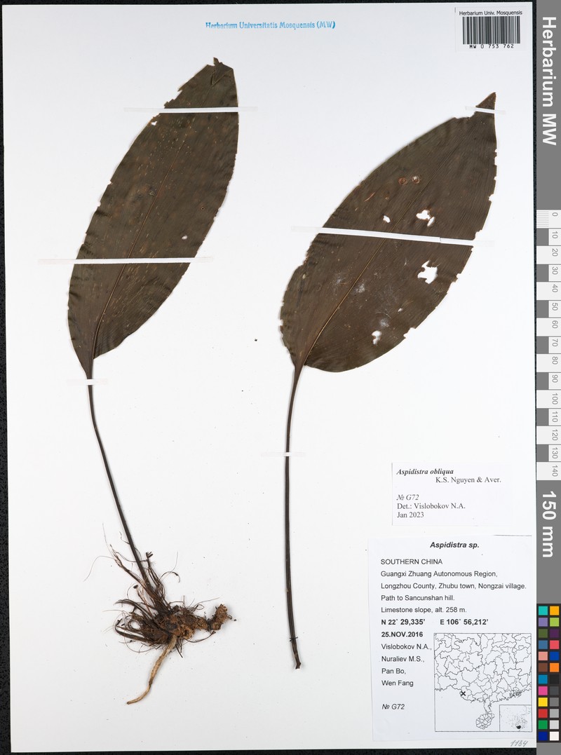 Aspidistra obliqua photo 3