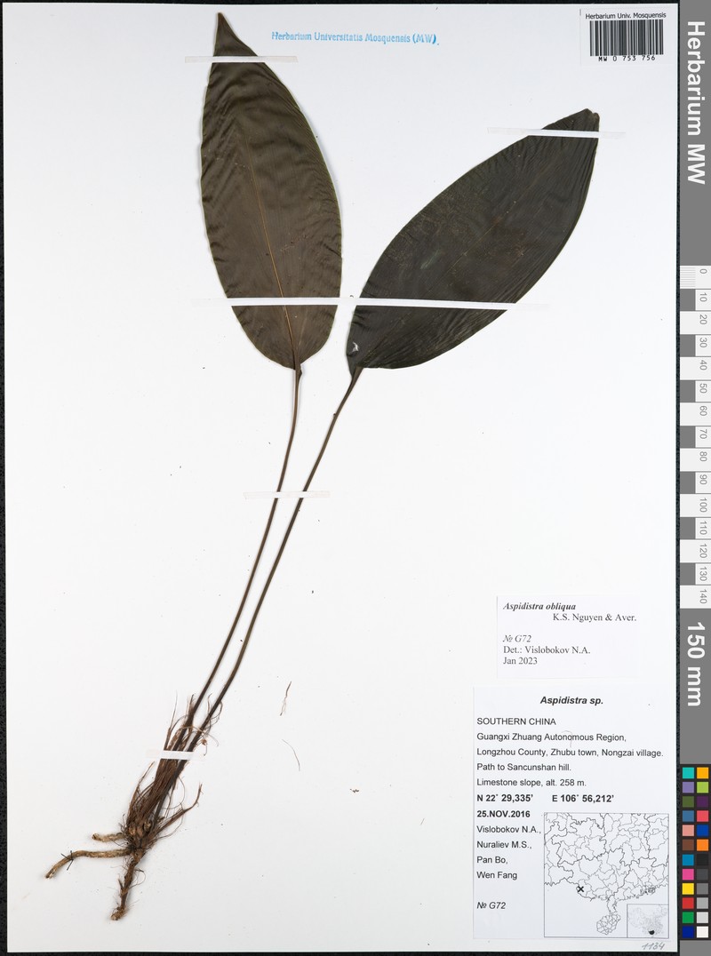 Aspidistra obliqua photo 4