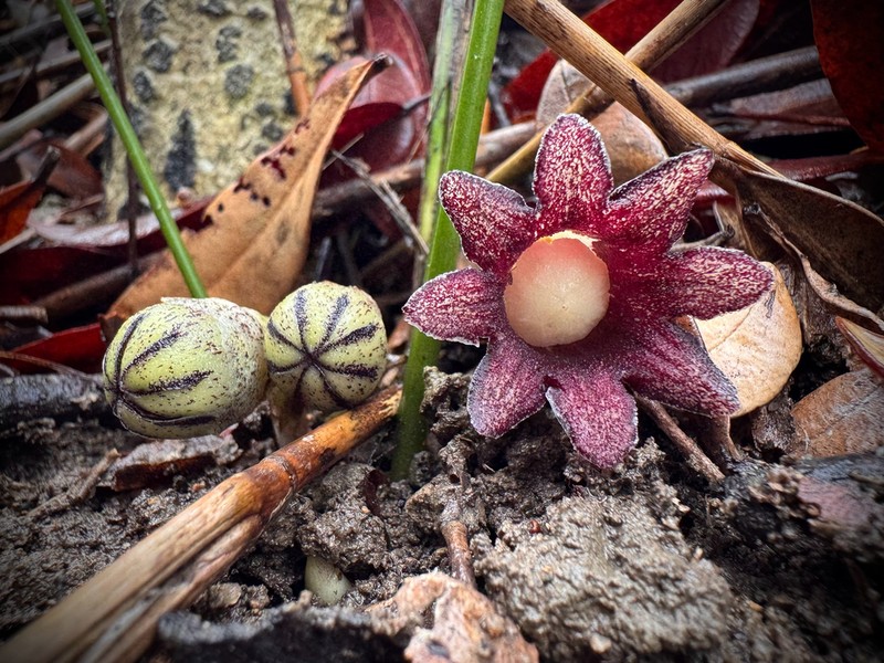 Aspidistra punctata