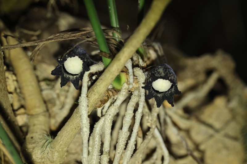 Aspidistra punctata photo 2