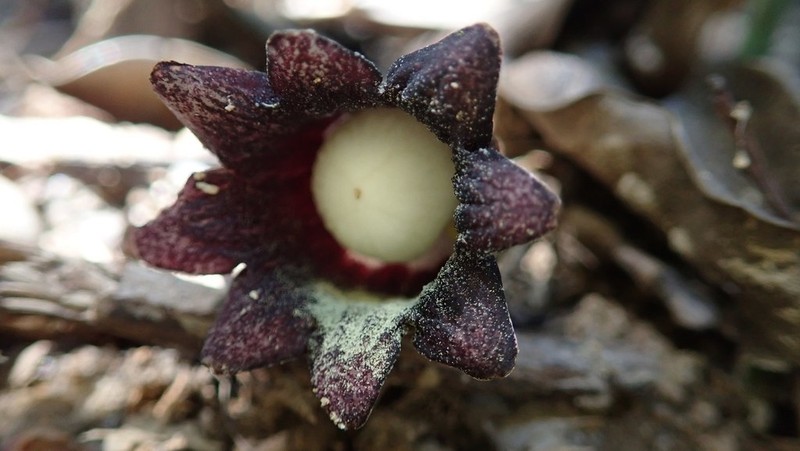 Aspidistra punctata photo 3