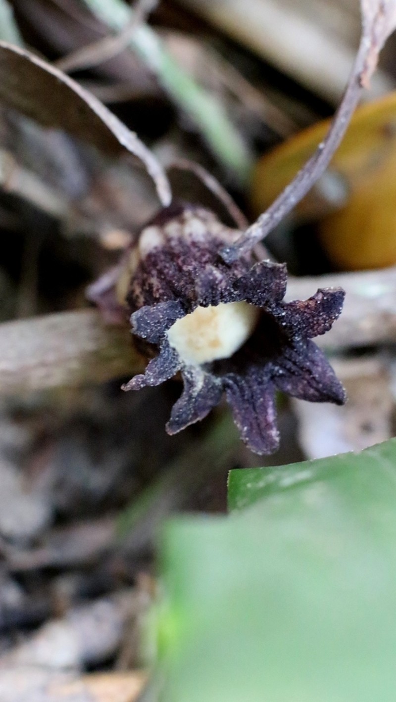 Aspidistra punctata photo 4