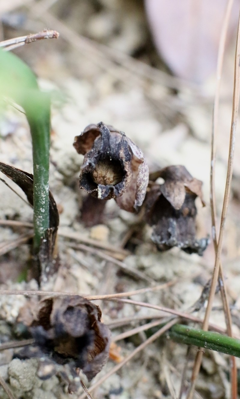 Aspidistra punctata photo 5