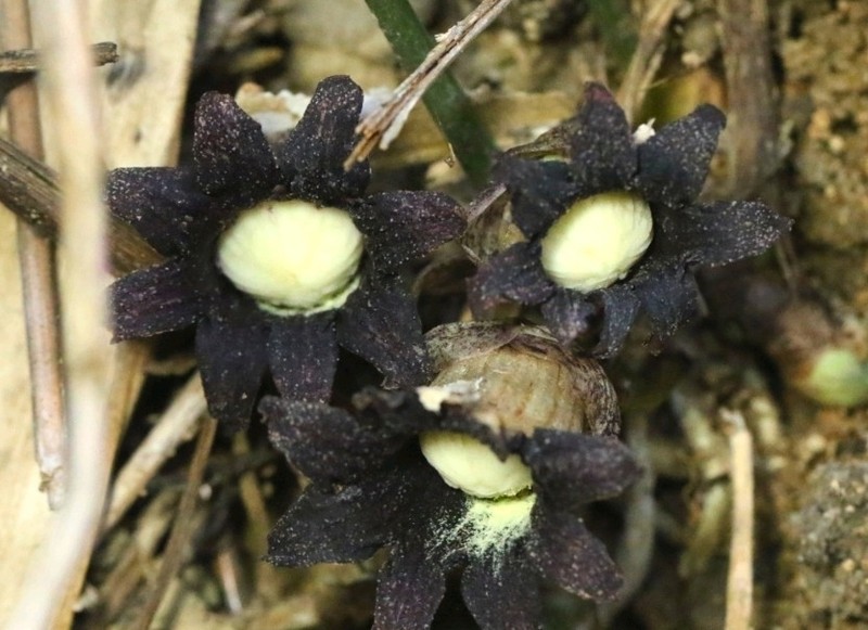 Aspidistra punctata photo 6