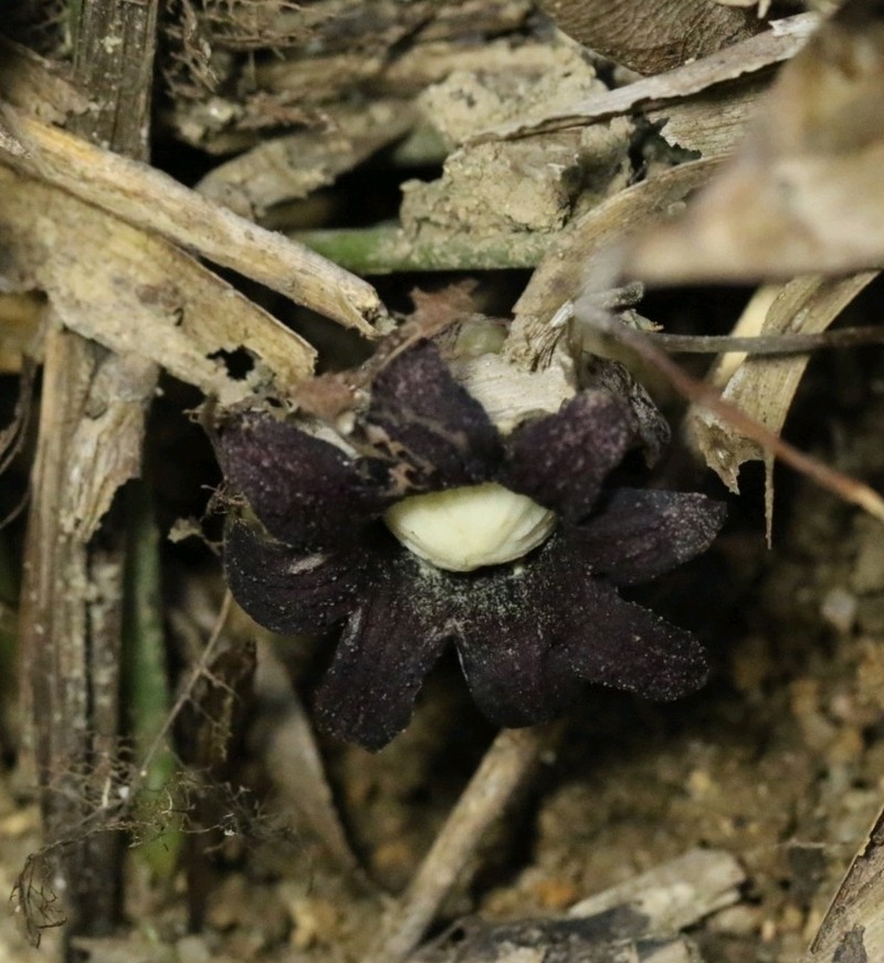 Aspidistra punctata photo 7