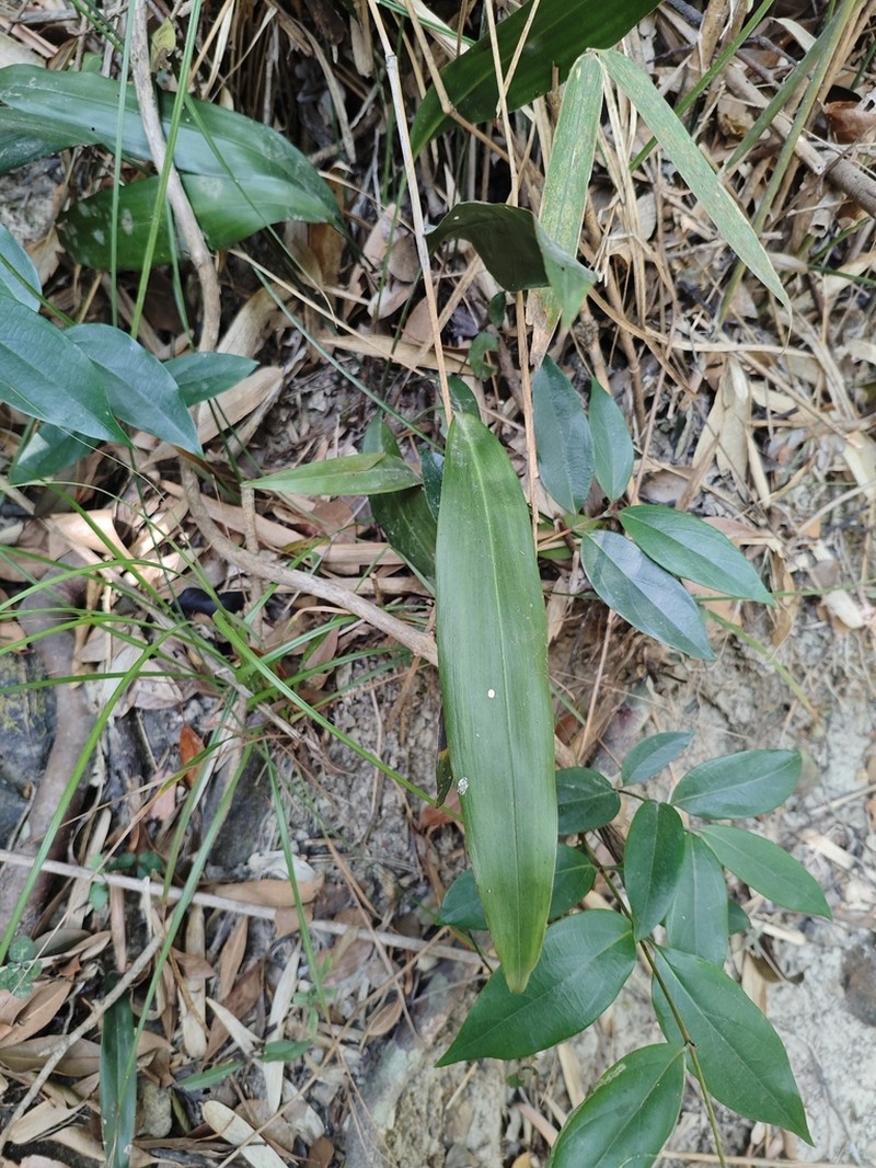Aspidistra punctata photo 8
