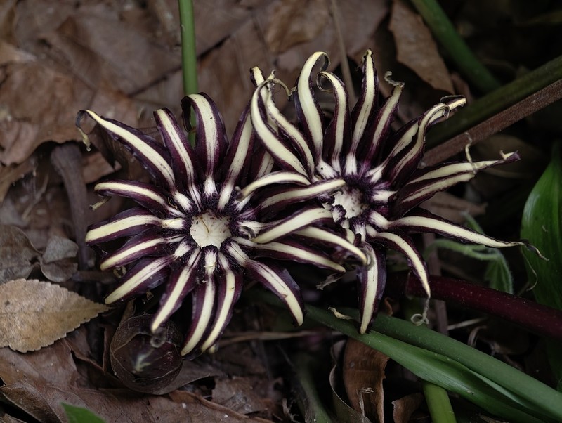 Aspidistra radiata