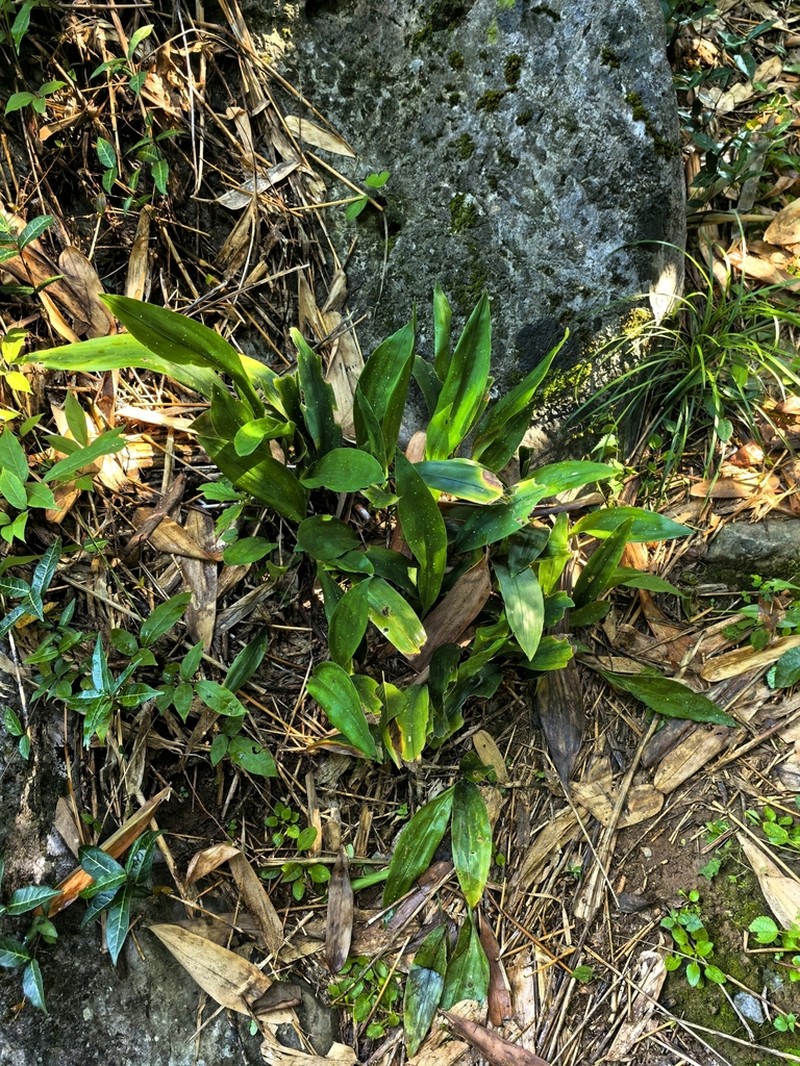 Aspidistra shimentaiensis