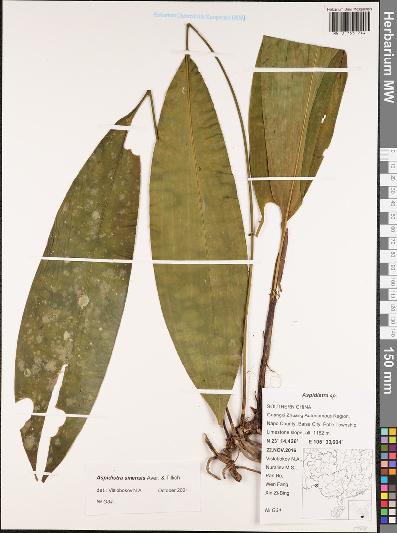 Aspidistra sinensis