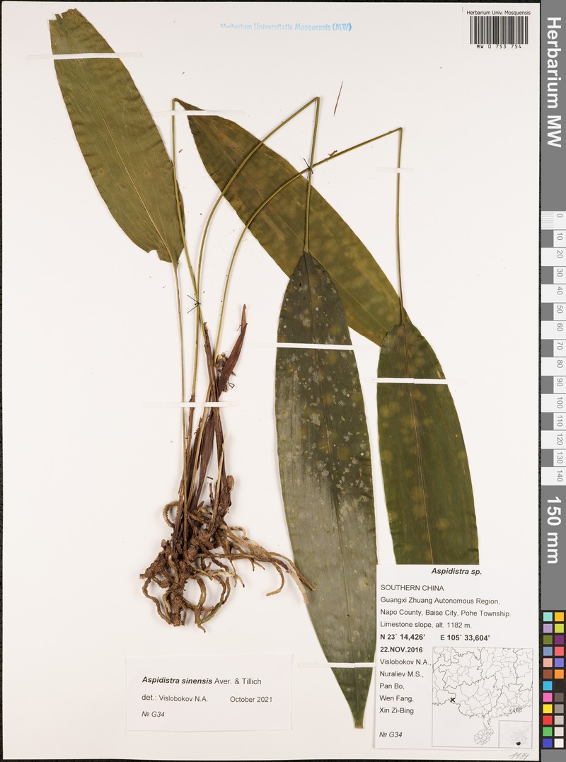 Aspidistra sinensis photo 2